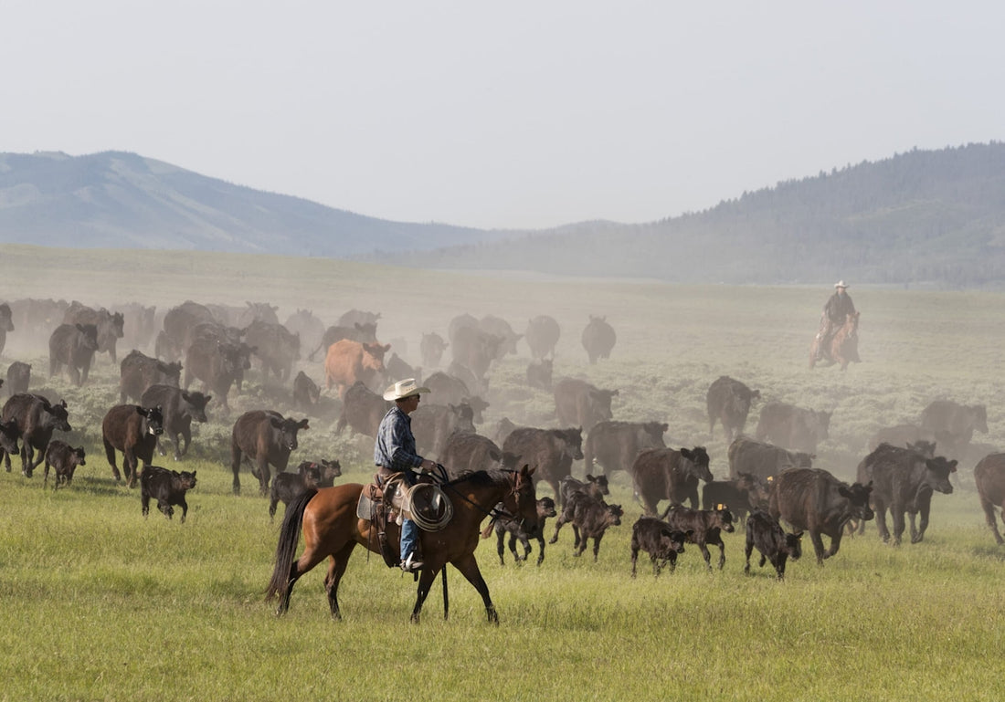 Big Creek Ranch cattle roundup in Wyoming