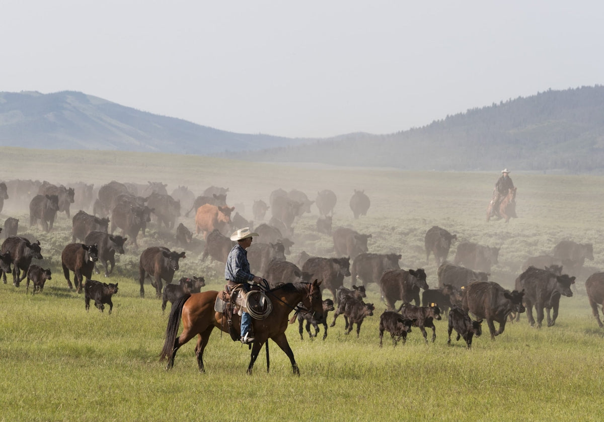 Big Creek Ranch cattle roundup in Wyoming