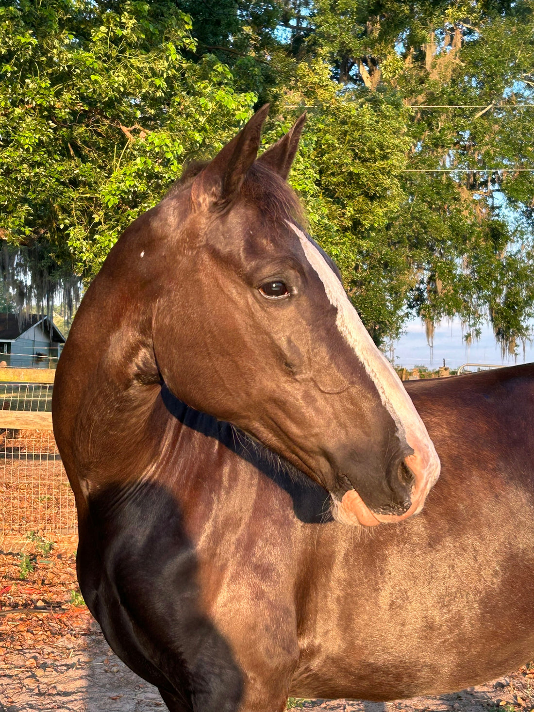a brown horse standing in front of a tree
