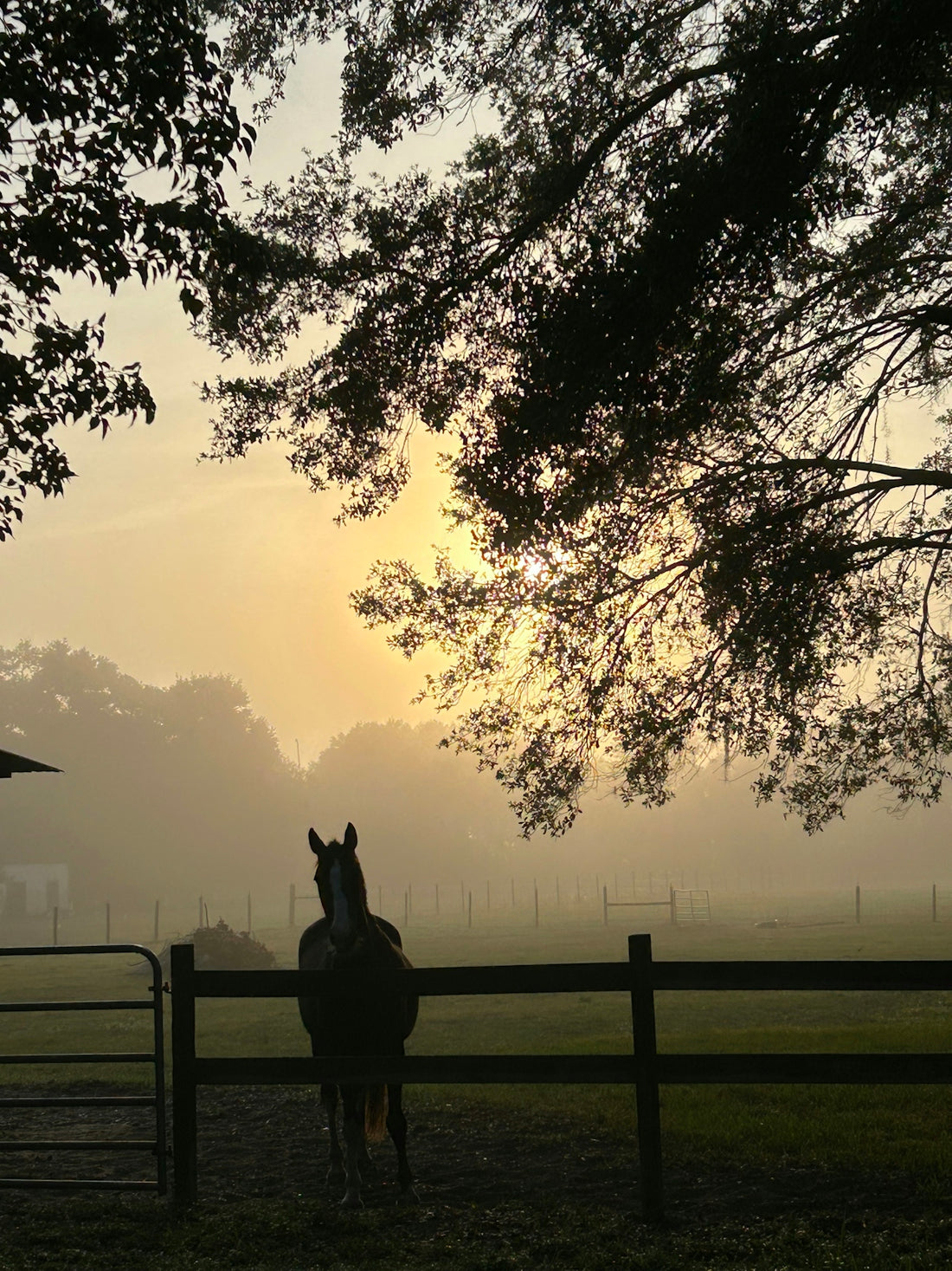 a horse that is standing in the dirt