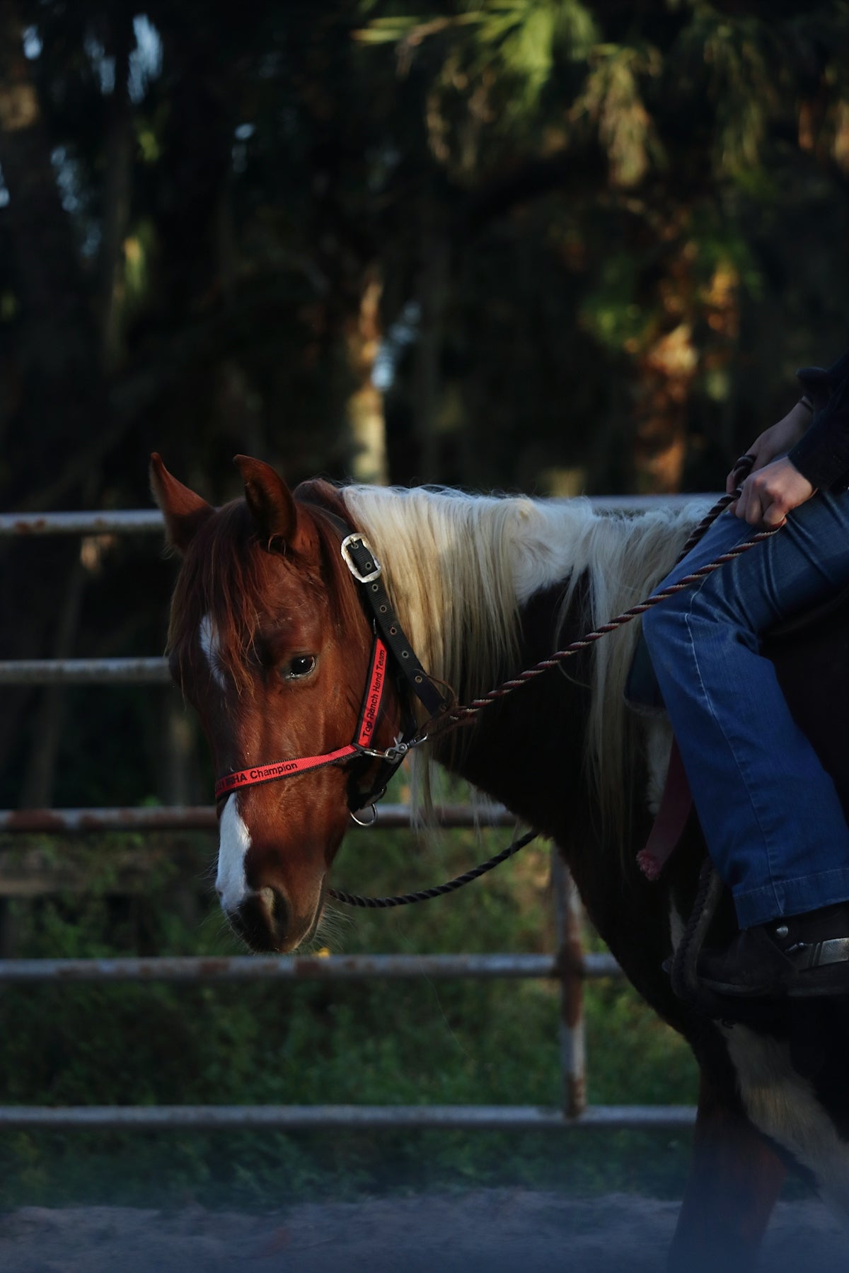 a man riding on the back of a brown and white horse
