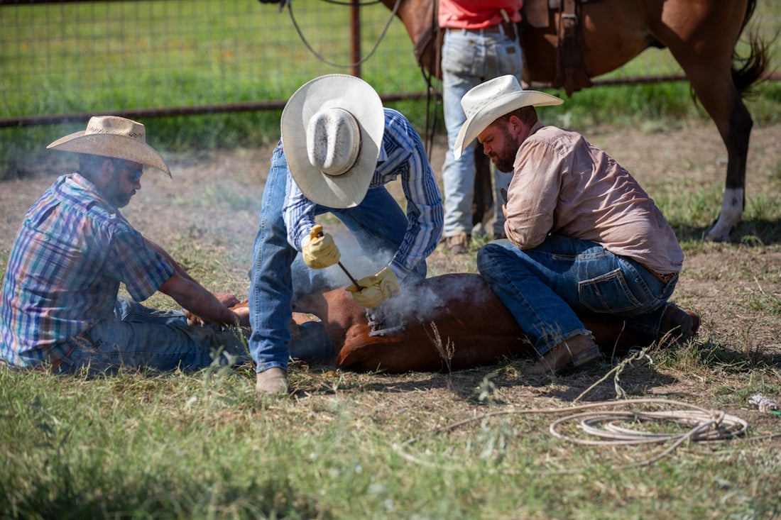 A group of men working on a horse in a field