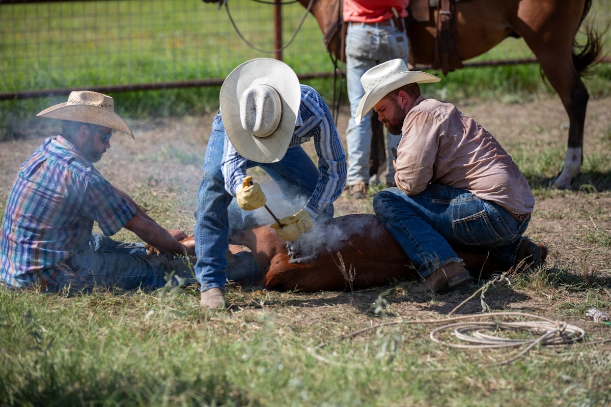 A group of men working on a horse in a field