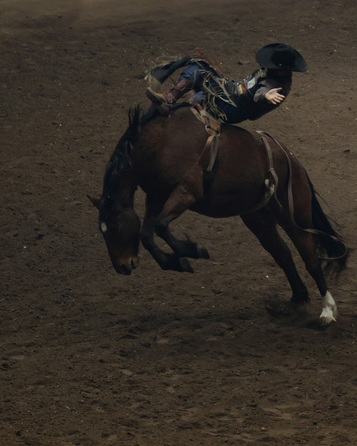 Rodeo rider falls from a bucking bronco.